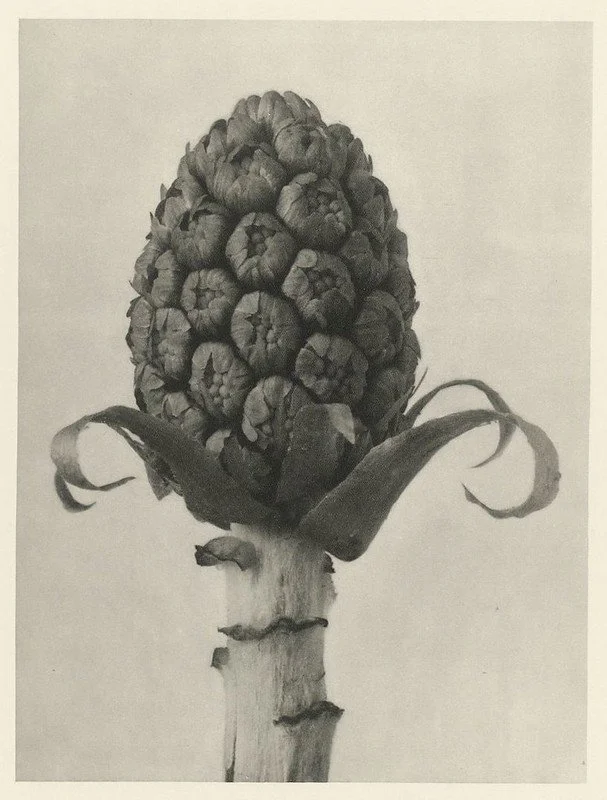 Karl Blossfeldt, Urformen der Kunst (1928), public domain